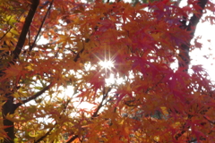 伊藤公記念公園の紅葉