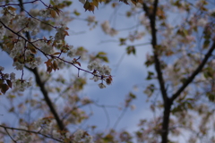 雨上がり一人でお花見