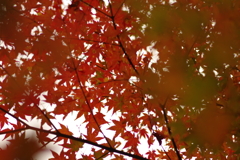 紅葉狩り２０２１