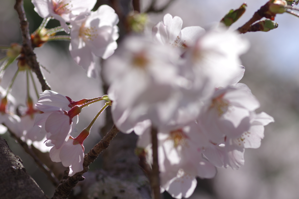 朝の花見