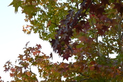 初めての一眼と紅葉W