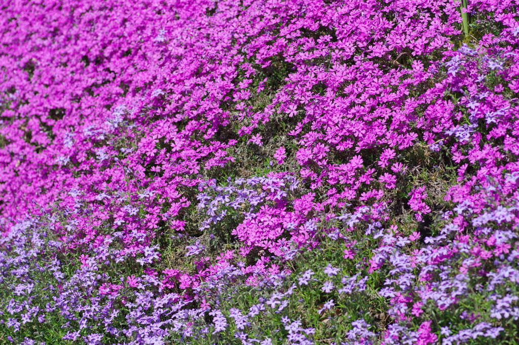 大道理の芝桜