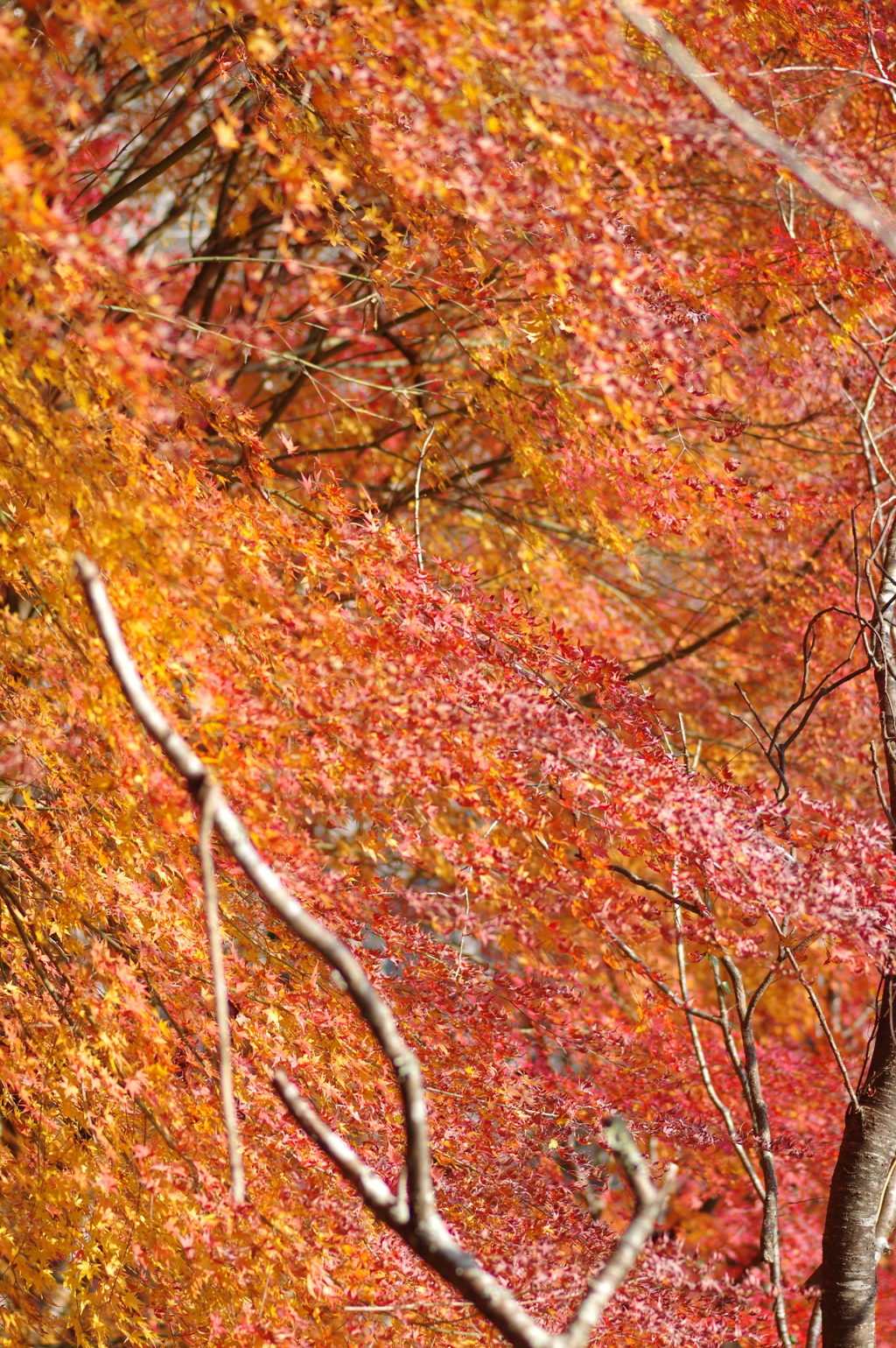 伊藤公記念公園の紅葉
