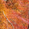 伊藤公記念公園の紅葉