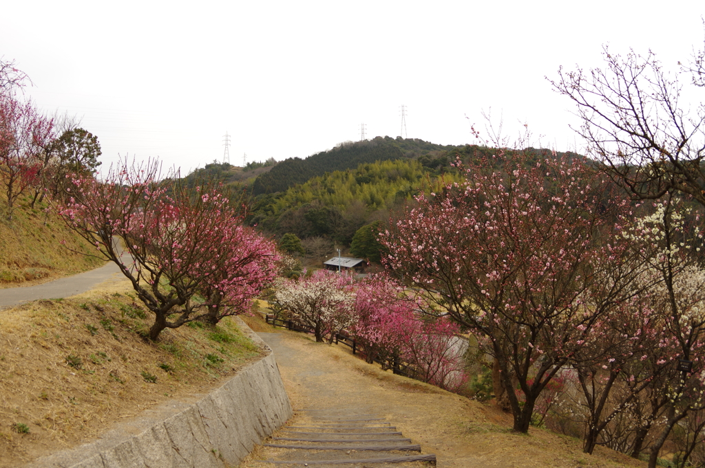 冠梅園