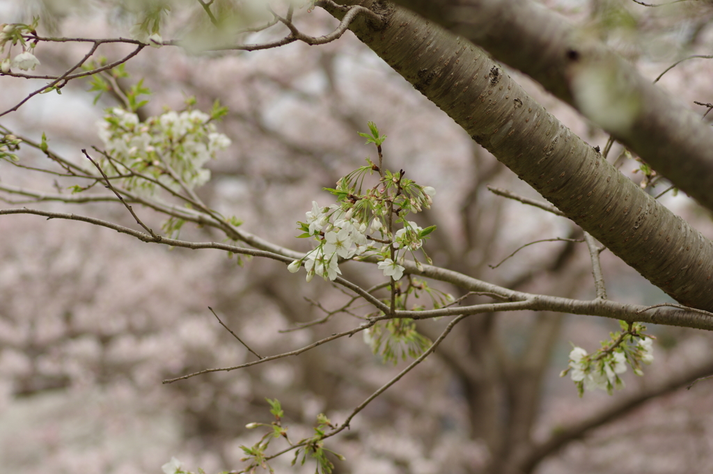 春の訪れ