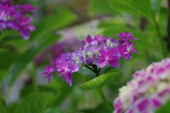 庭紫陽花