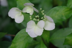 以前の母の日のプレゼント