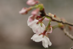 花見はカメラで