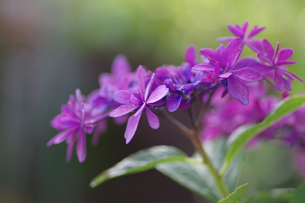 実家の紫陽花
