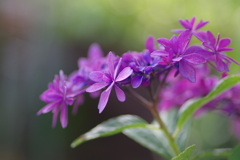 実家の紫陽花