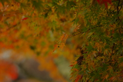 夫婦で紅葉狩り