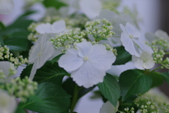 母の日に送った花