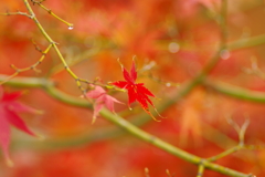 夫婦で紅葉狩り
