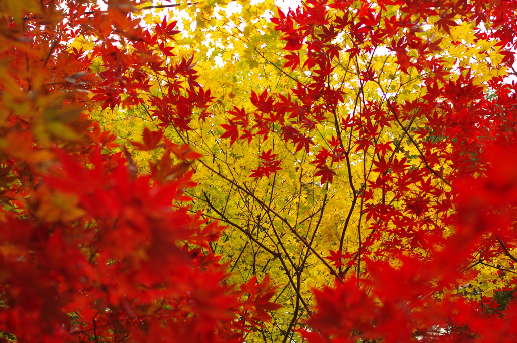 紅葉狩り2019