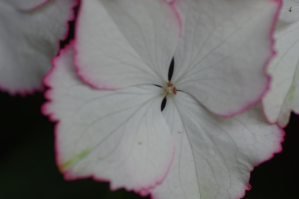 庭紫陽花