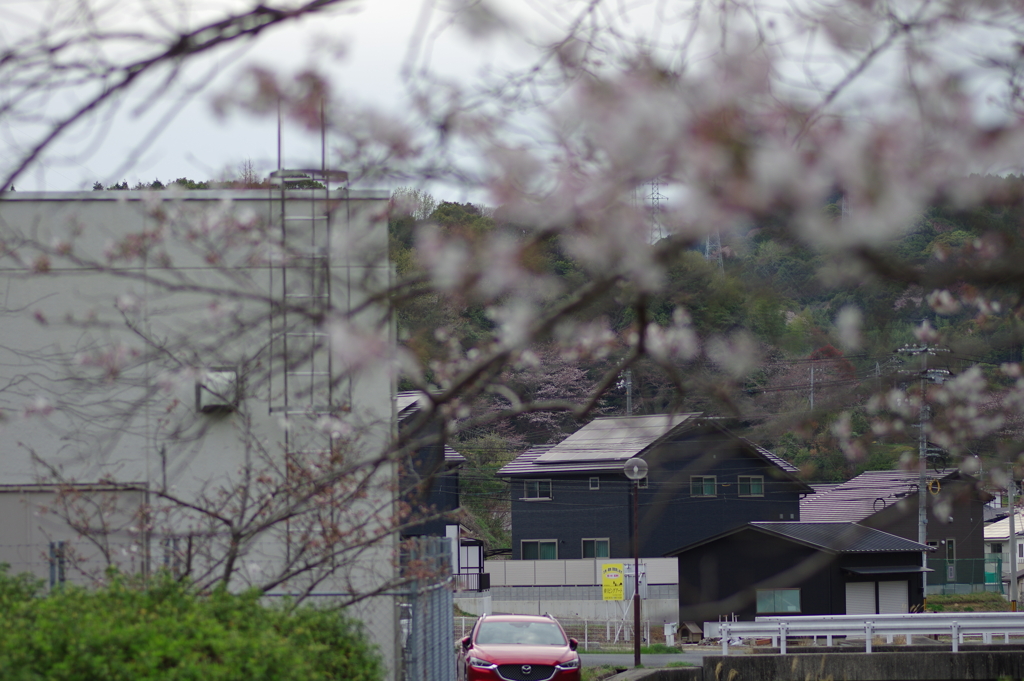 子供を抱えながらの花見