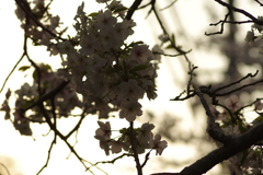 夕暮れ花見