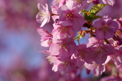 河津桜2020