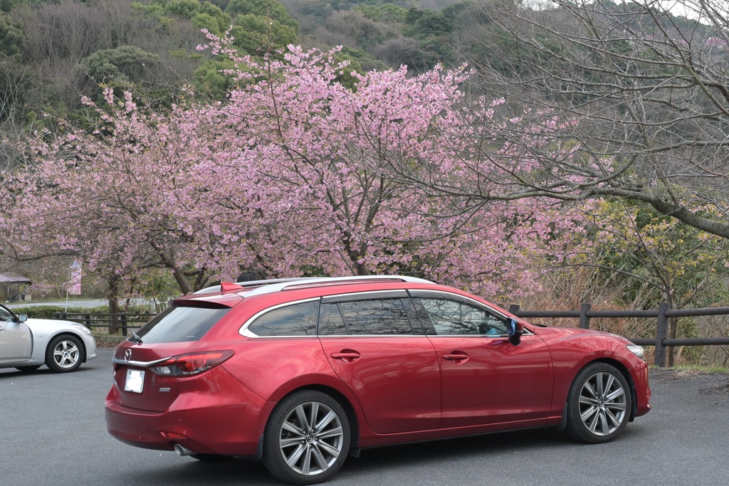 河津桜とソウルレッド