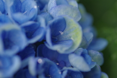 水も滴る紫陽花２