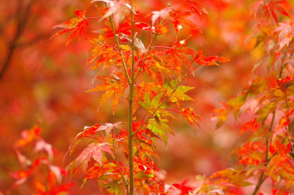 紅葉狩り２０２１