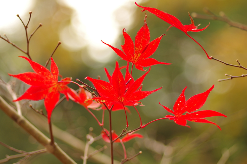 紅葉狩り２０２１