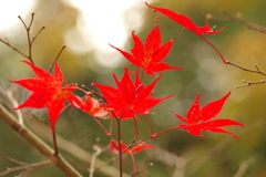 紅葉狩り２０２１