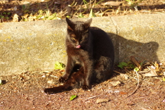 black cat