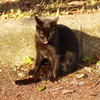 black cat
