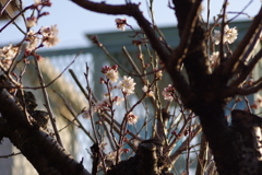 唐実桜