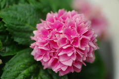 梅雨入りと紫陽花