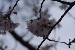 子供を抱えながらの花見