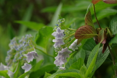 梅雨と紫陽花