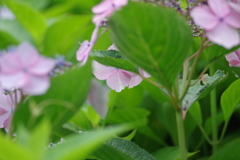 子供とあじさい園で