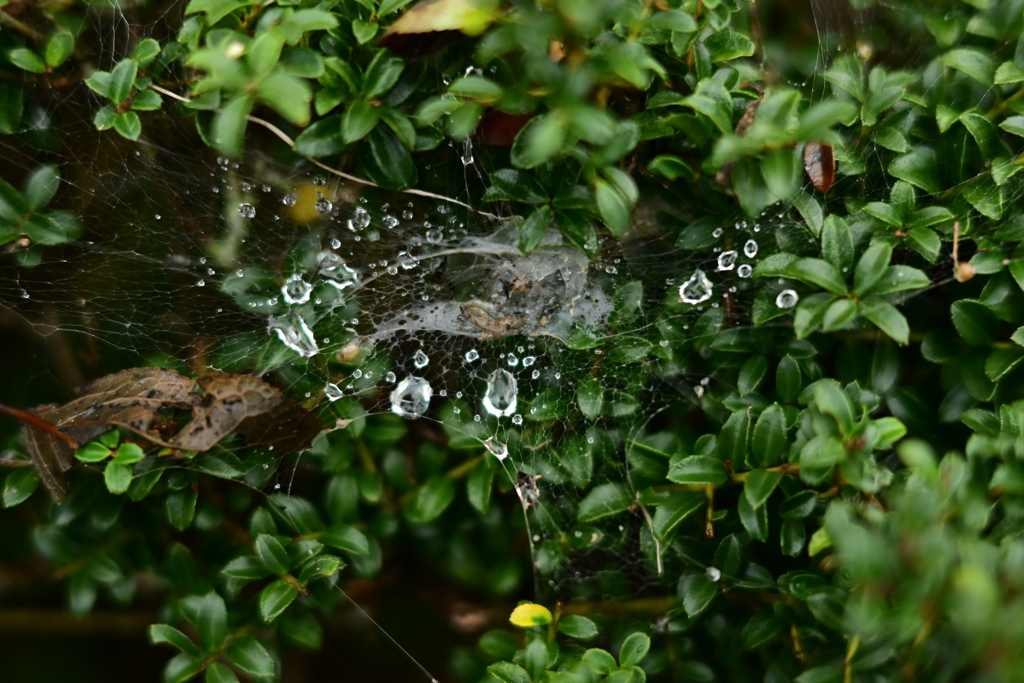夫婦で紅葉狩り