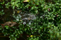夫婦で紅葉狩り