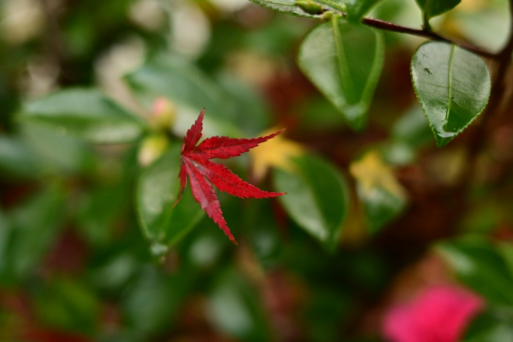 夫婦で紅葉狩り