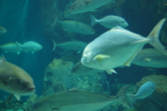 海響館