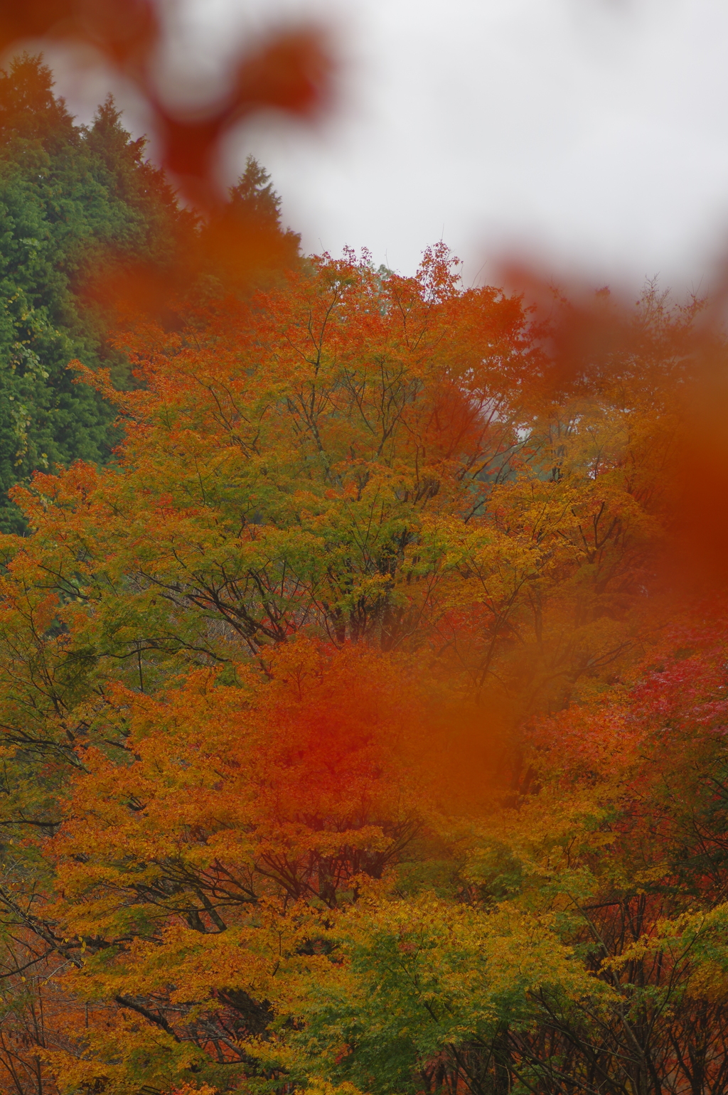 夫婦で紅葉狩り