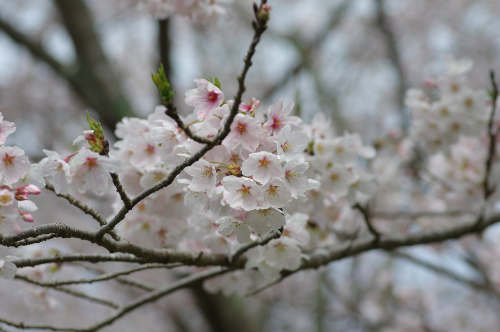 雨上がり一人でお花見