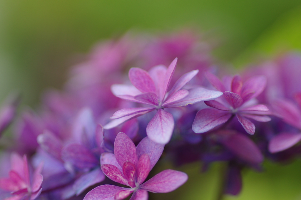 庭紫陽花