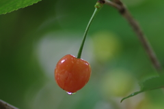 水も滴るさくらんぼ