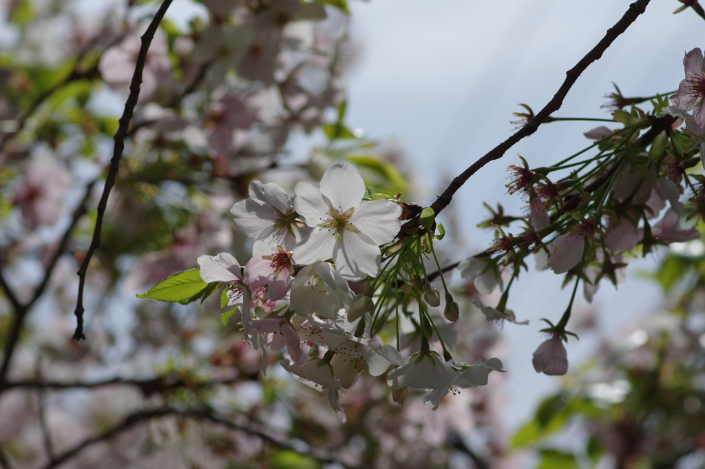 今年の桜は見頃が撮れず