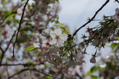 今年の桜は見頃が撮れず