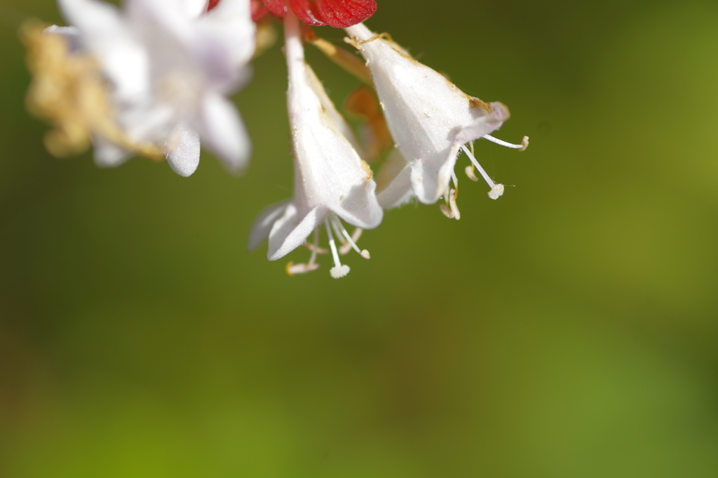 ハナゾノツクバネウツギ