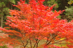 I紅葉狩り２０２１