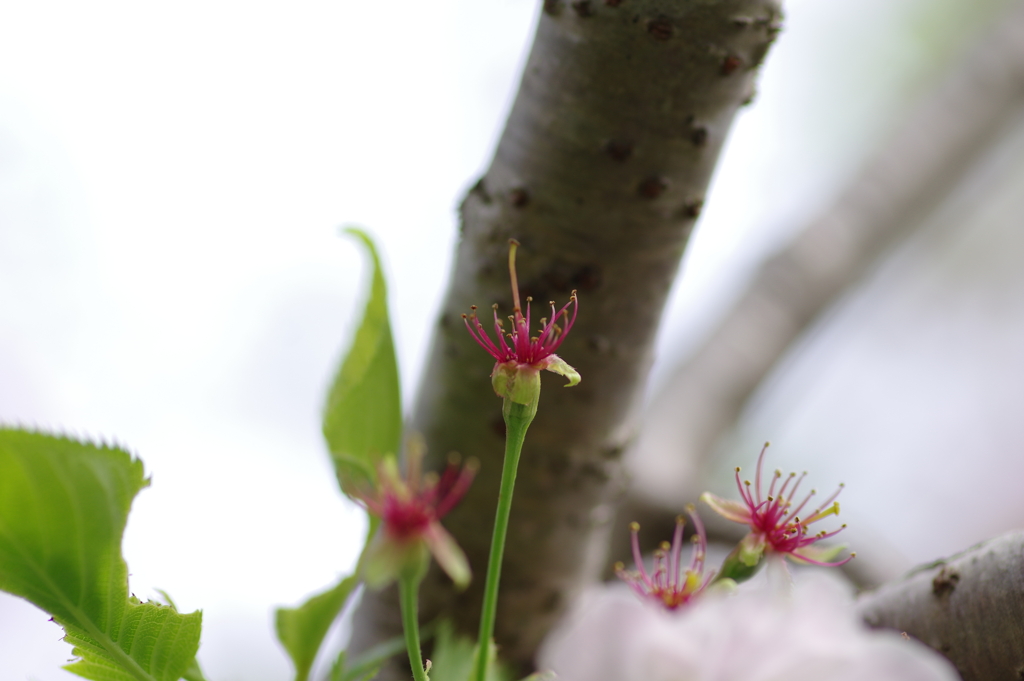 続花見は写真で