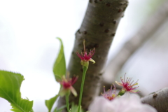 続花見は写真で