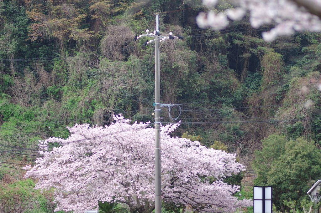 雨上がり一人でお花見